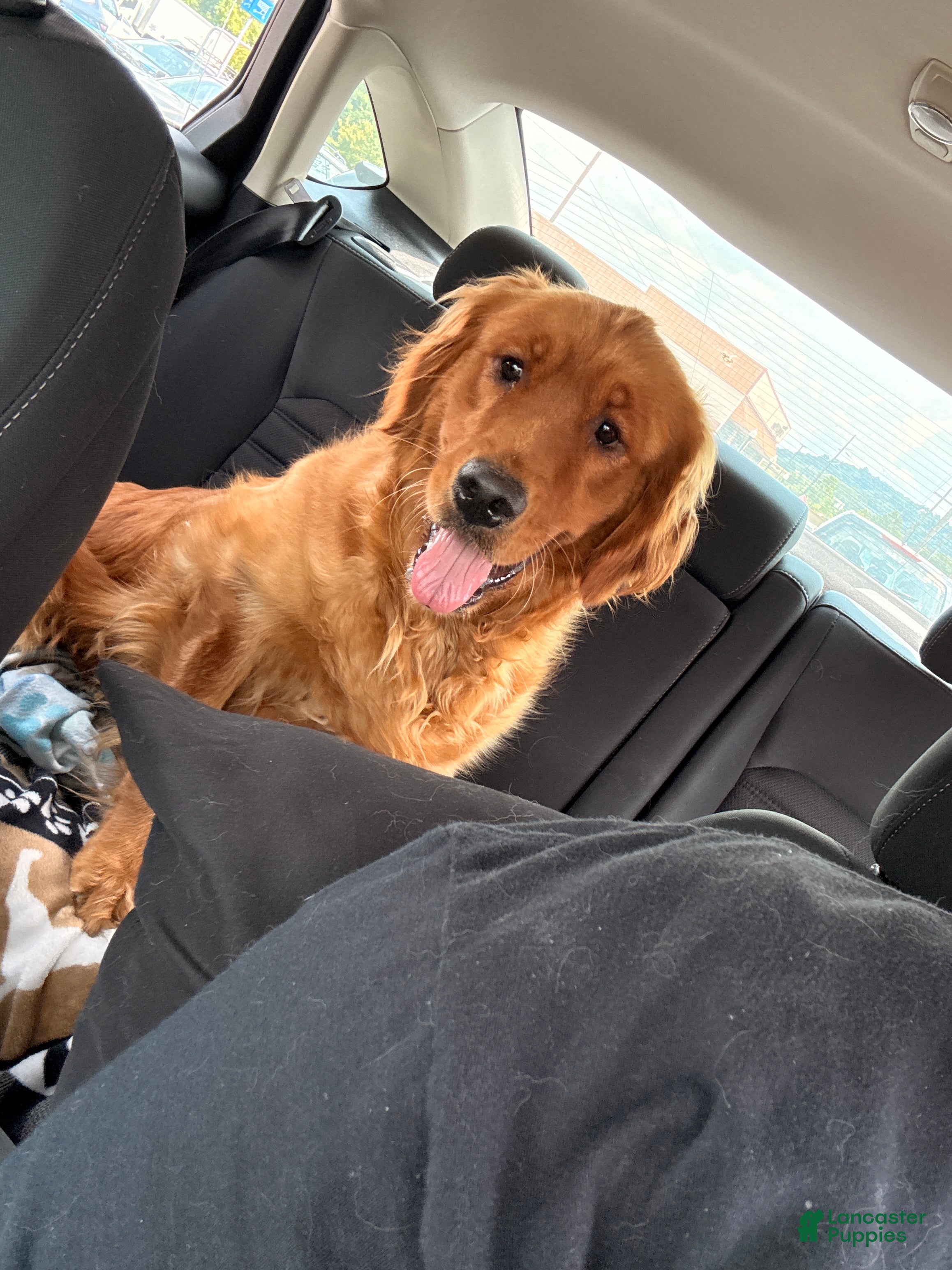 Golden Retriever dogs for sale: Penny - Ad 3
