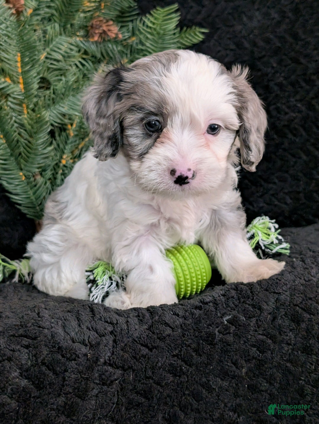 Cavapoo dogs for sale: Bingo  - Ad 3