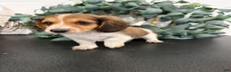 Miniature Dachshund dogs for sale: Romeo - Ad 5