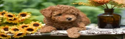 Toy Poodle dogs for sale: Barrett - Ad 4