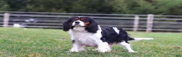 Cavalier King Charles Spaniel dogs for sale: Finn - Ad 9