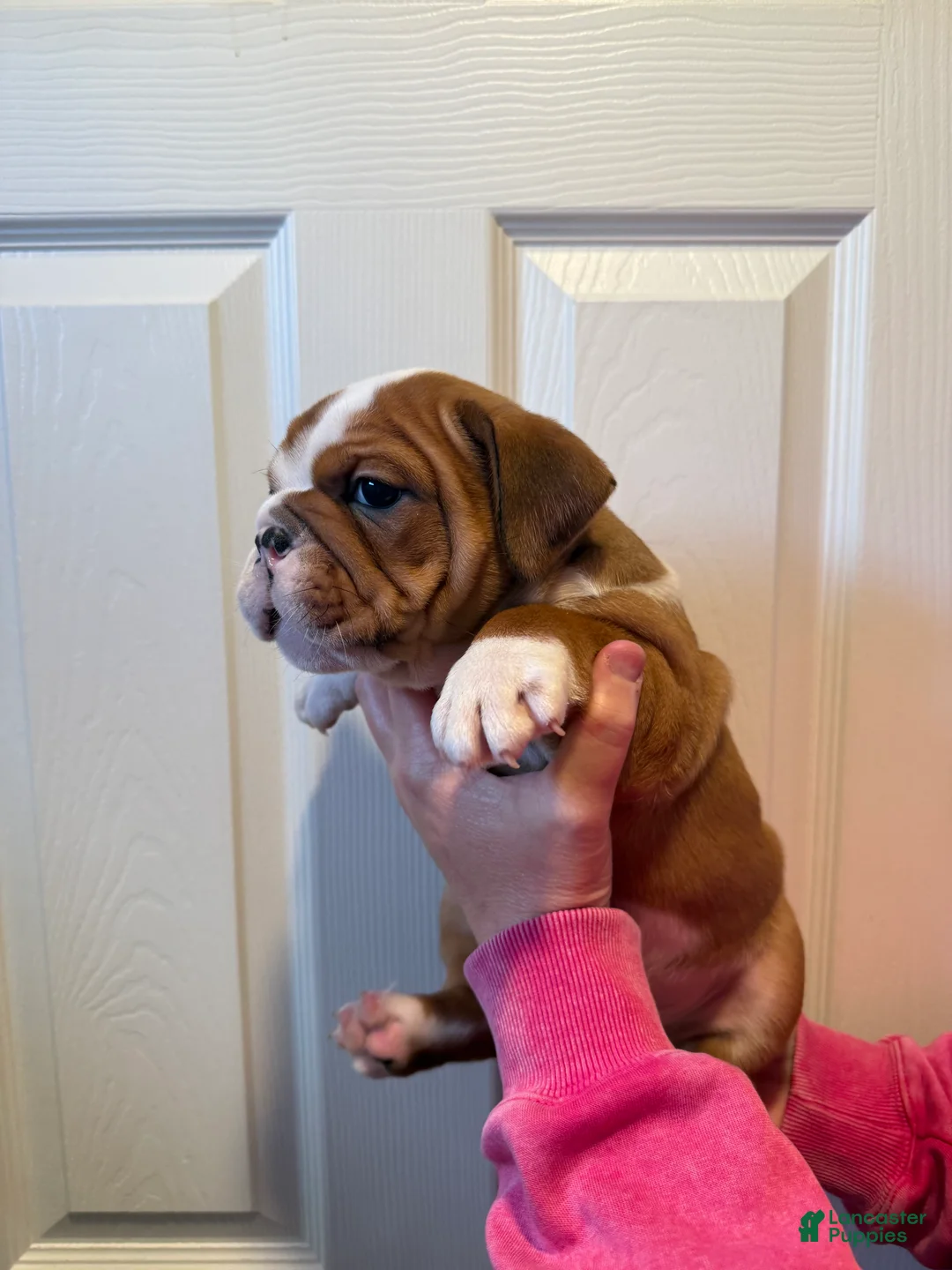 English Bulldog dogs for sale: English Bulldog Puppy 2 - Ad 2
