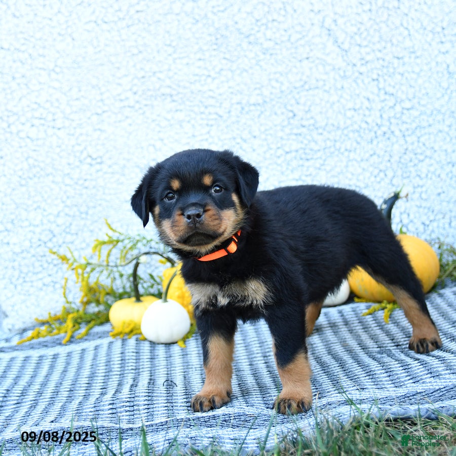 Rottweiler dogs Fizzy - Ad 35