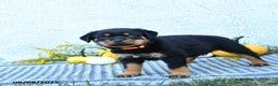 Rottweiler dogs for sale: Fizzy - Ad 1