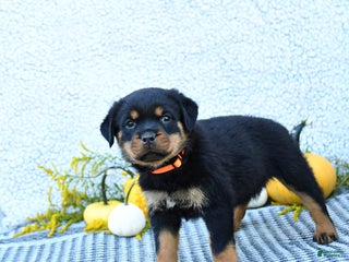 Rottweiler dogs Fizzy - Ad 41