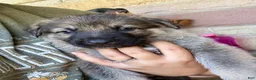 German Shepherd dogs for sale: Miles - Ad 8