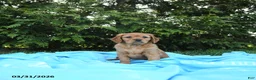 Miniature Golden Retriever dogs for sale: Charlotte - Ad 1