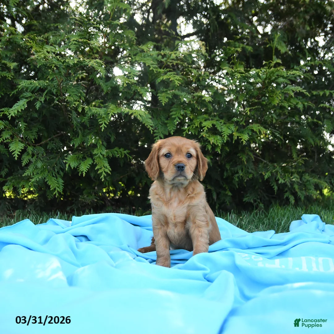 Miniature Golden Retriever dogs for sale: Charlotte - Ad 1