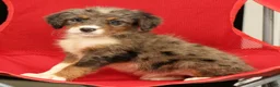 Mini Bernedoodle dogs for sale: Nova - Ad 6