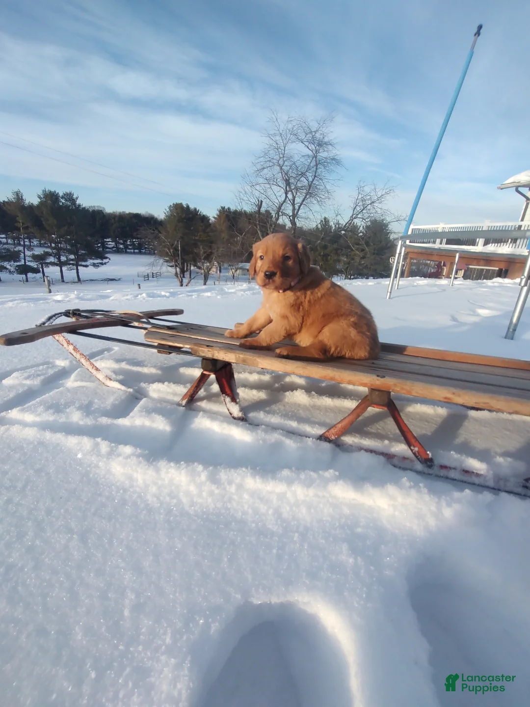 Mixed Breed dogs for sale: Roxanne  - Ad 9