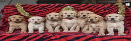 Golden Retriever dogs for sale: Rose  - Ad 5