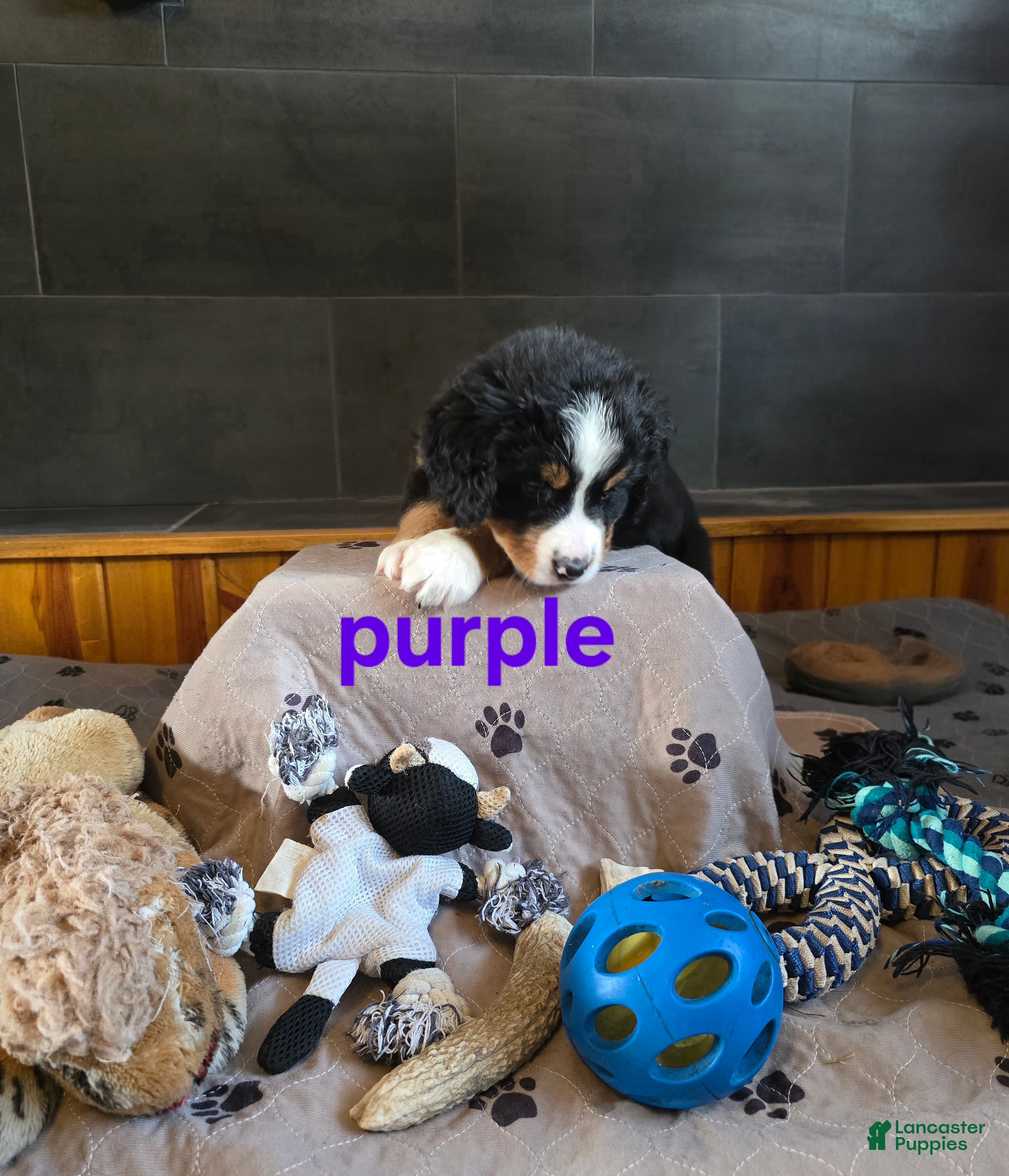 Bernese Mountain Dog dogs Purple - Ad 2