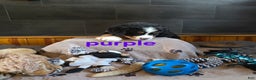 Bernese Mountain Dog dogs for sale: Purple - Ad 2