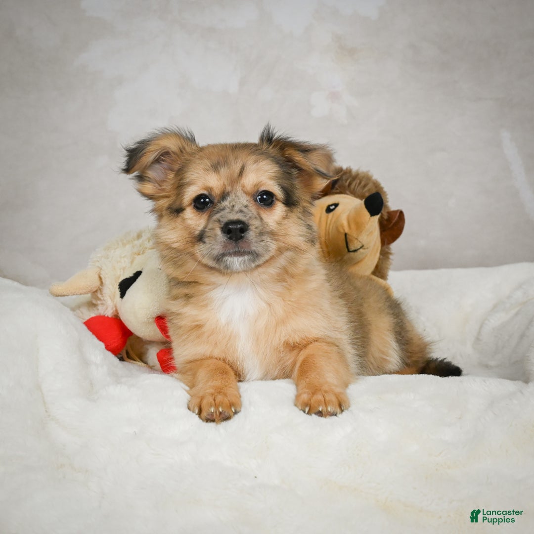 Chihuahua dogs for sale: Johnny - Ad 8