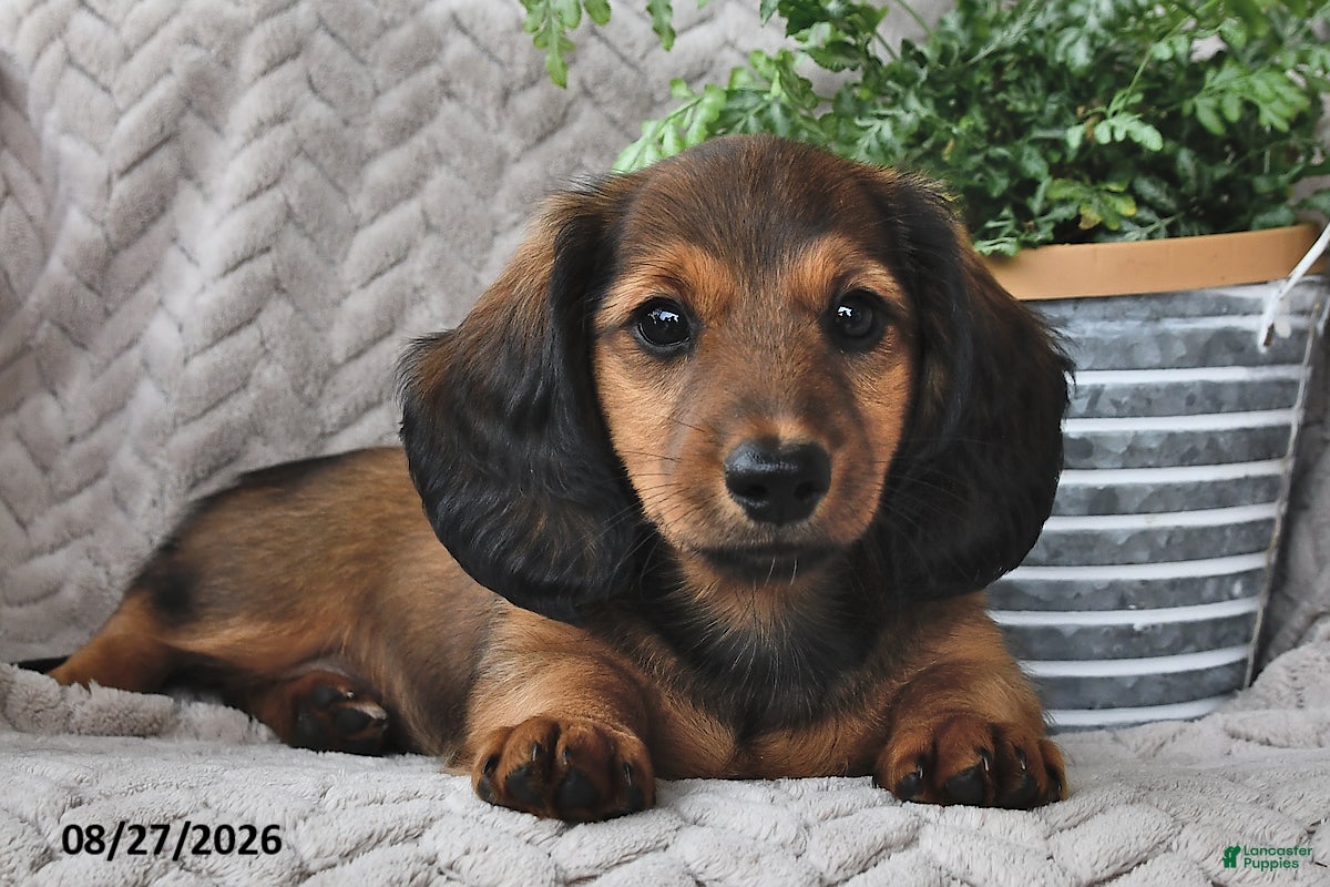 Miniature Dachshund dogs Tessie - Ad 1