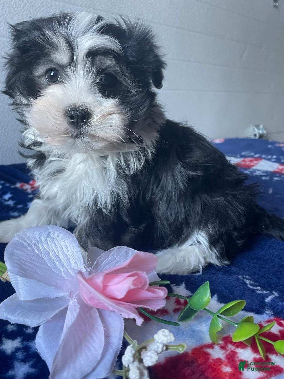 Havanese dogs for sale: Aria - Ad 2
