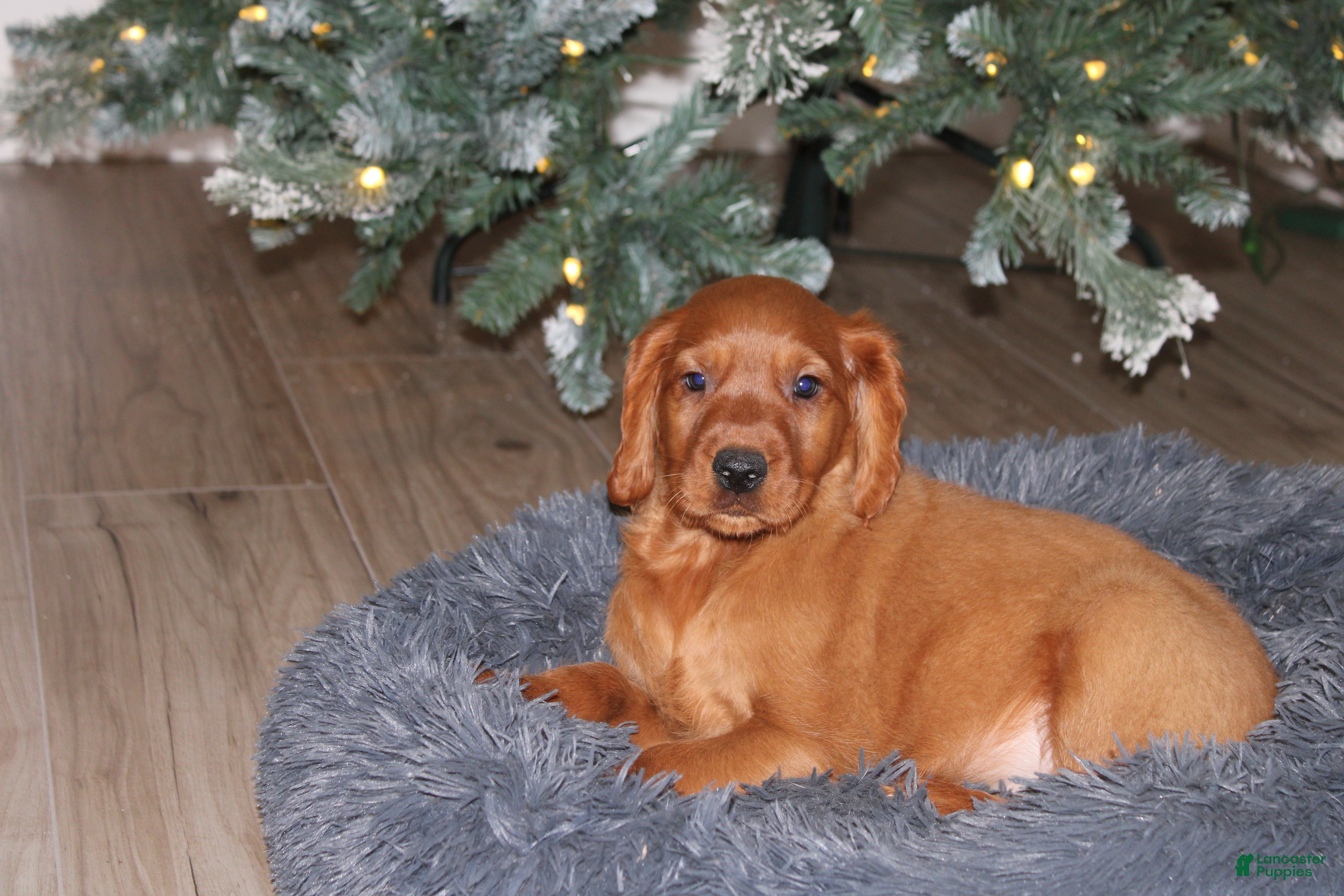 Mixed Breed dogs gabe - Ad 16