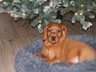 Mixed Breed dogs gabe - Ad 16