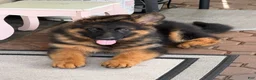 German Shepherd dogs for sale: Simba - Ad 2