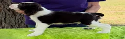 English Springer Spaniel dogs for sale: English Springer Spaniel Puppy  Alex - Ad 3