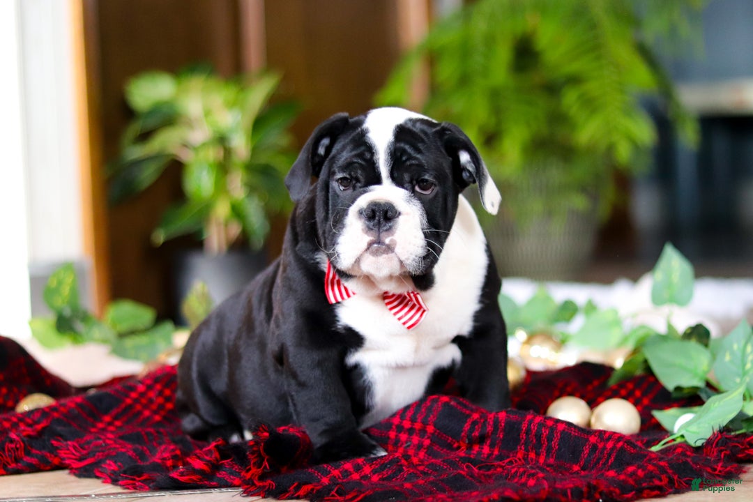 English Bulldog dogs for sale: JoJo - Ad 3