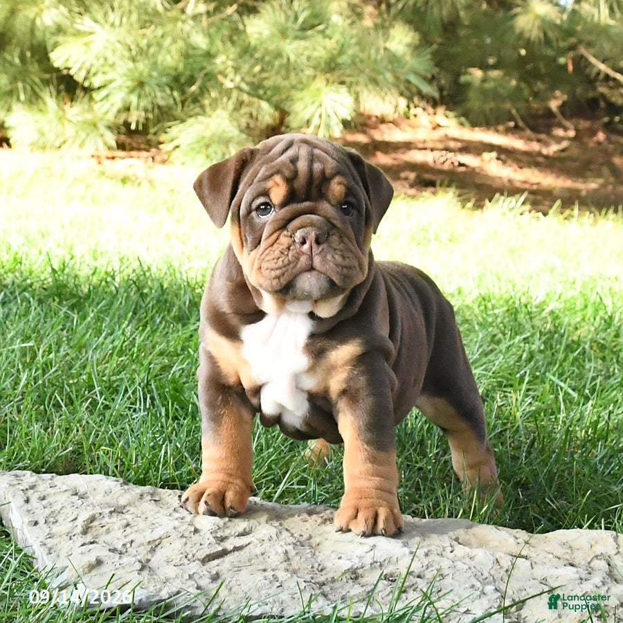English Bulldog dogs Dixie - Ad 1