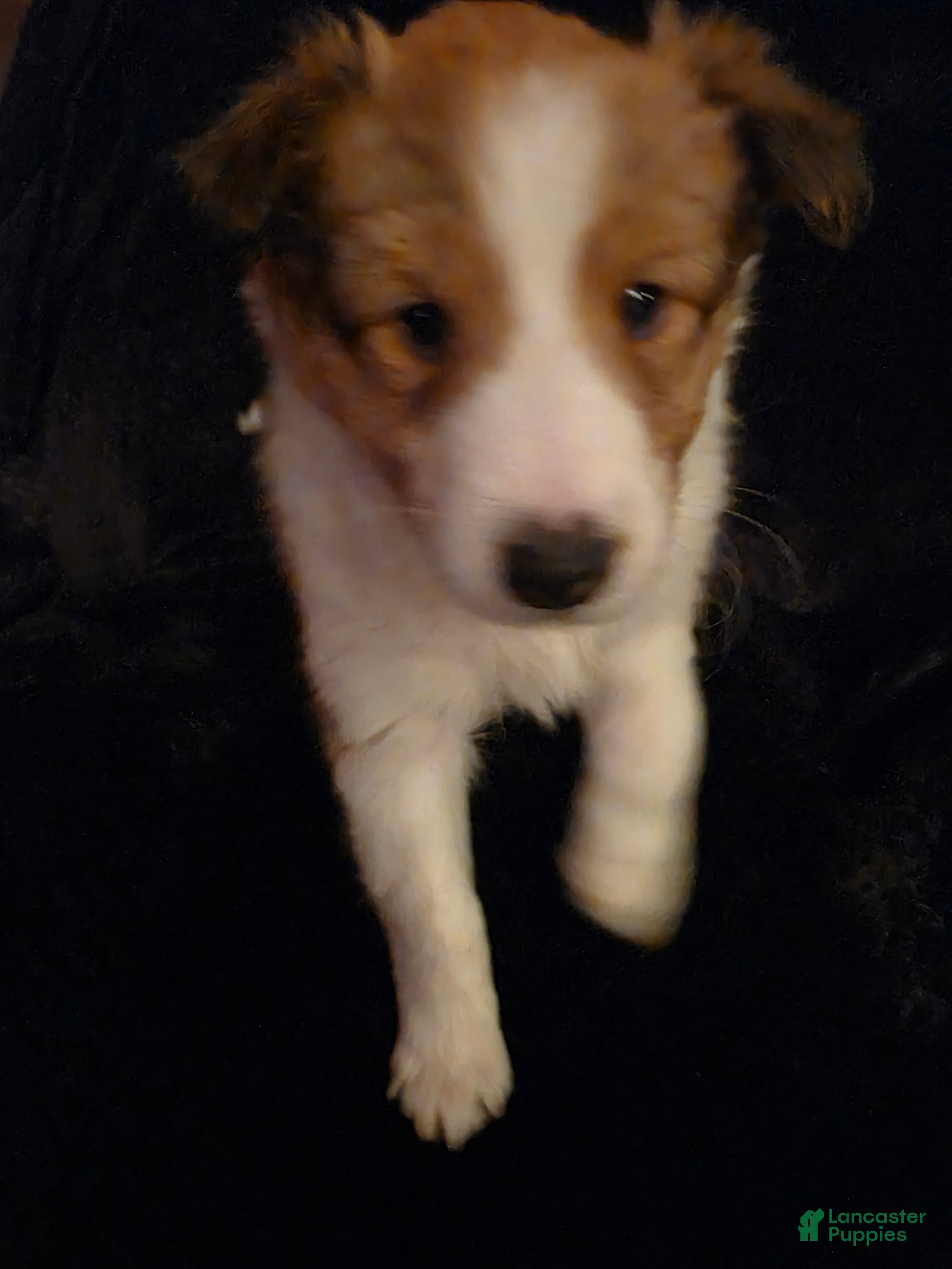 Shetland Sheepdog dogs Cicero - Ad 34