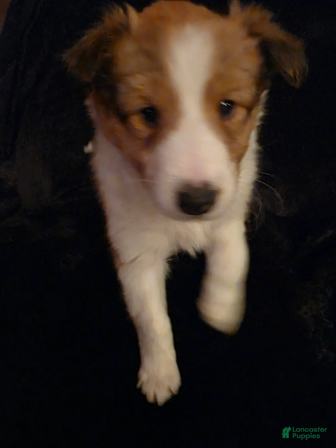 Shetland Sheepdog dogs for sale: Cicero - Ad 1