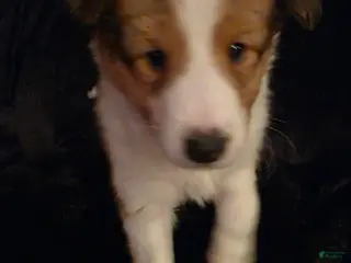 Shetland Sheepdog dogs Cicero - Ad 30