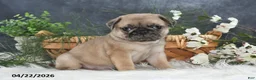 Pug dogs for sale: Greg - Ad 1