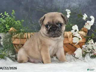 Pug dogs for sale: Greg - Ad 4