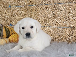Labrador Retriever dogs - Ad 23