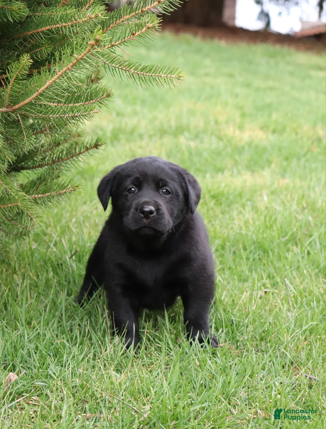 Labrador Retriever dogs for sale: Tulip - Ad 1