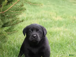 Labrador Retriever dogs for sale: Tulip - Ad 4