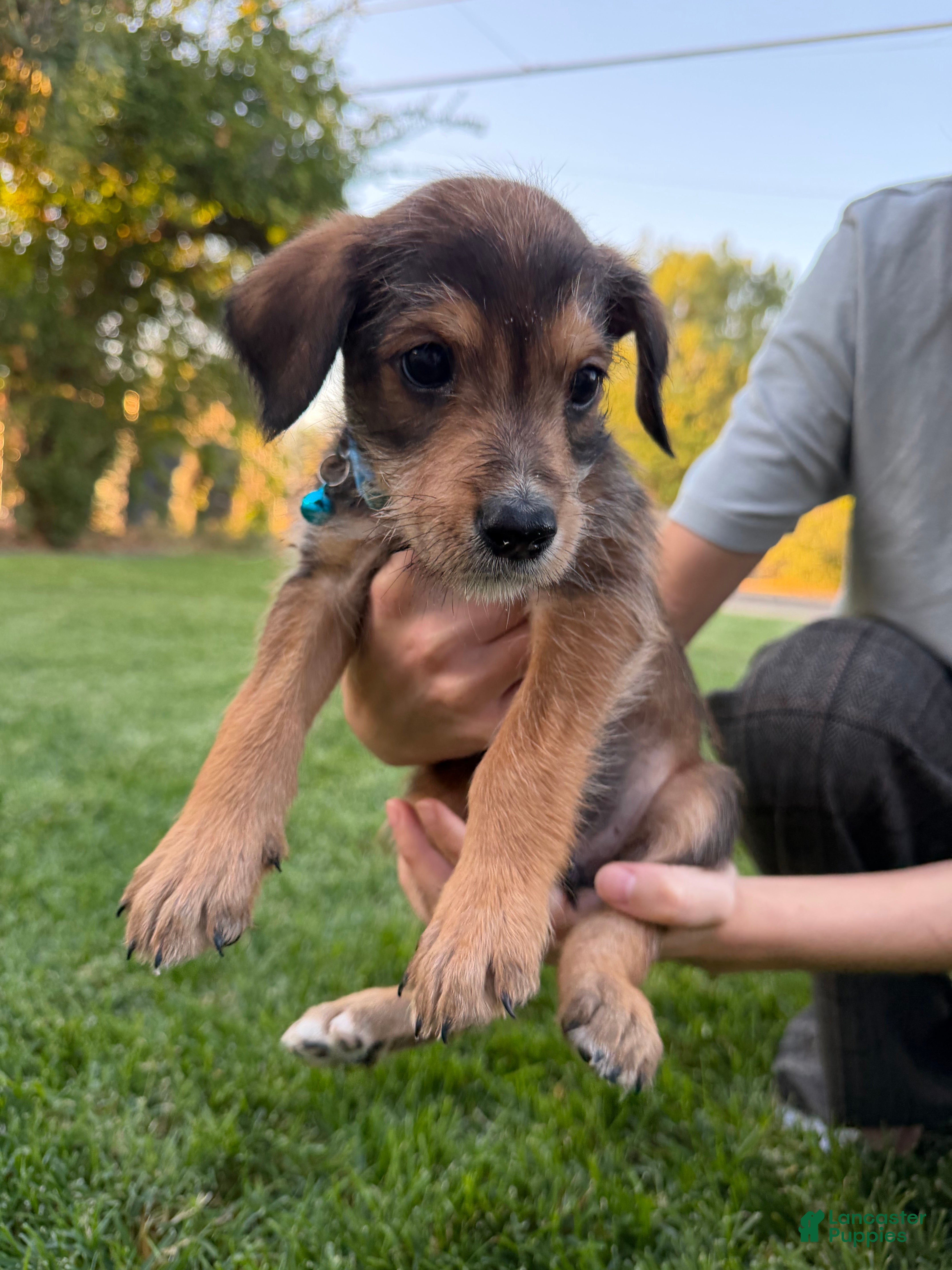 Mixed Breed dogs Doberdoodle 2  - Ad 34