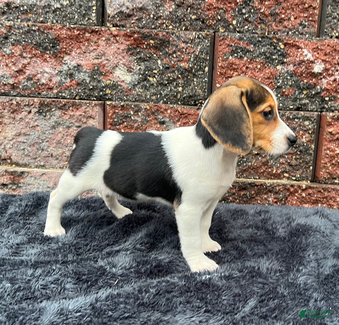 Beagle dogs for sale: Autumn - Ad 4