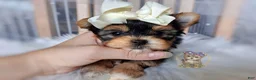 Morkie dogs for sale: Korean Tala - Ad 4