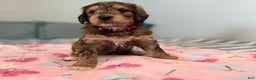 Mixed Breed dogs for sale: Mixed Breed Puppy 4 - Ad 9