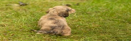 Miniature Dachshund dogs for sale: Sophia  - Ad 5