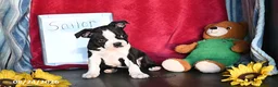 Boston Terrier dogs for sale: Sailor - Ad 2