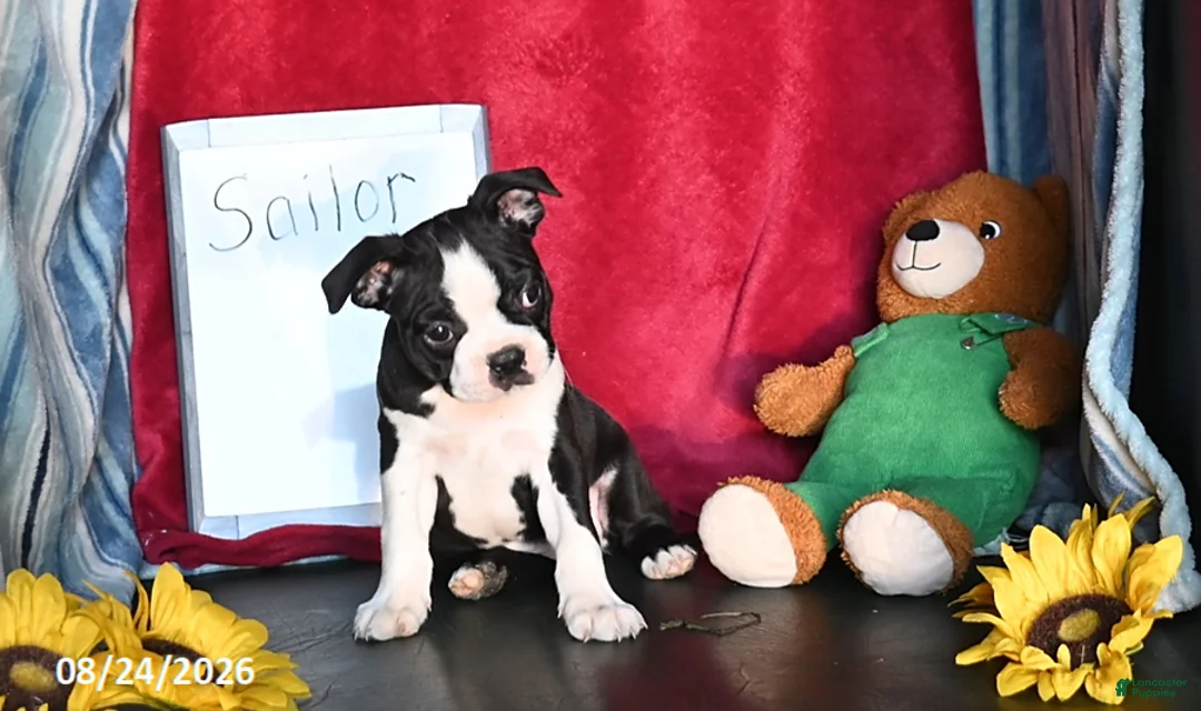 Boston Terrier dogs for sale: Sailor - Ad 2