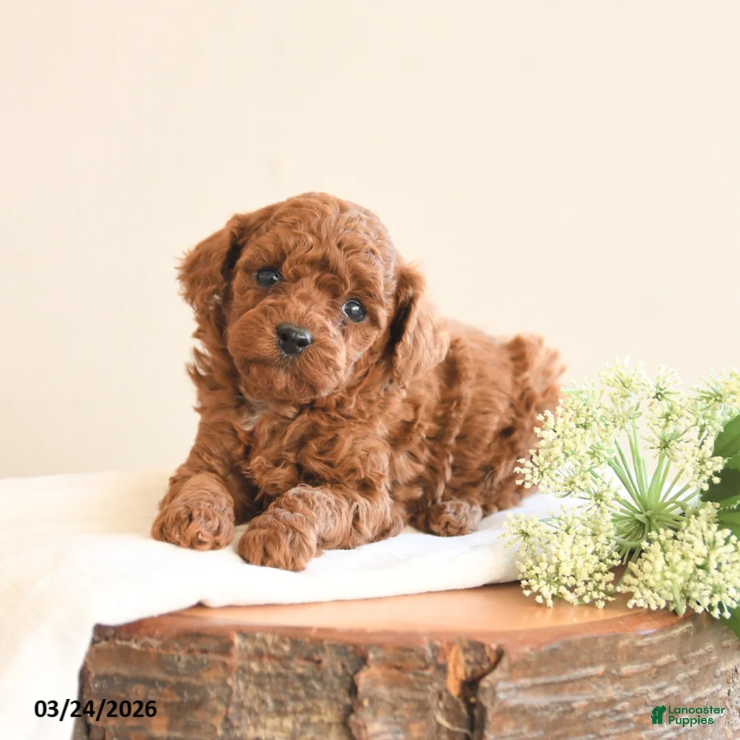 Toy Poodle dogs for sale: Teddy - Ad 3
