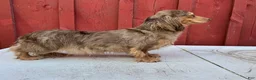 Miniature Dachshund dogs for sale: AKC choc cream Dapple - Ad 2