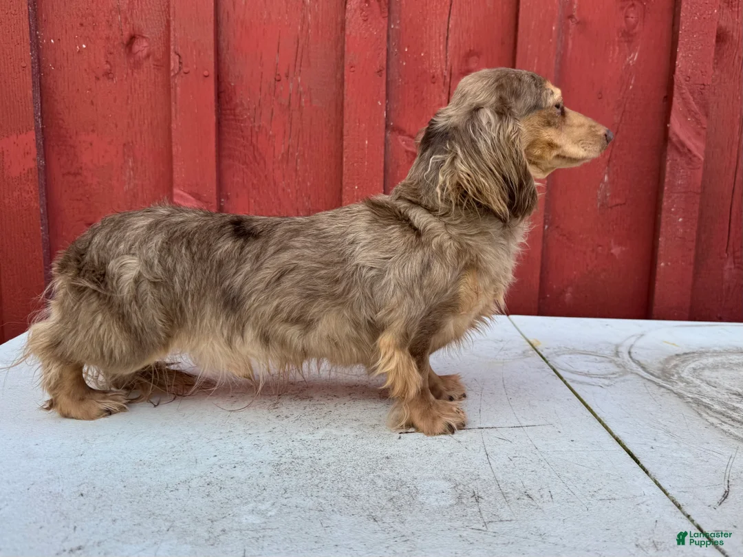 Miniature Dachshund dogs for sale: AKC choc cream Dapple - Ad 2