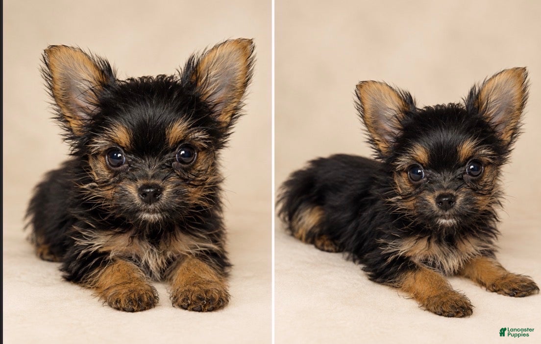 Yorkshire Terrier dogs Angel - Ad 40