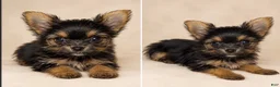 Yorkshire Terrier dogs for sale: Angel - Ad 1