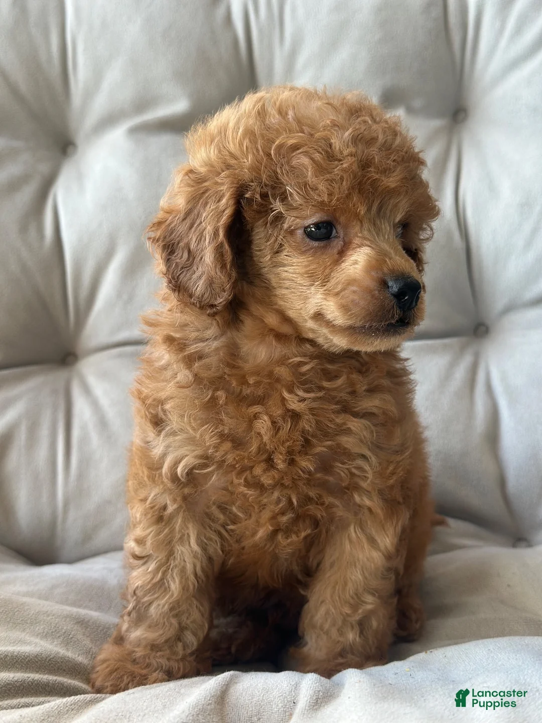 Toy Poodle dogs for sale: AKC Rocko - Ad 2