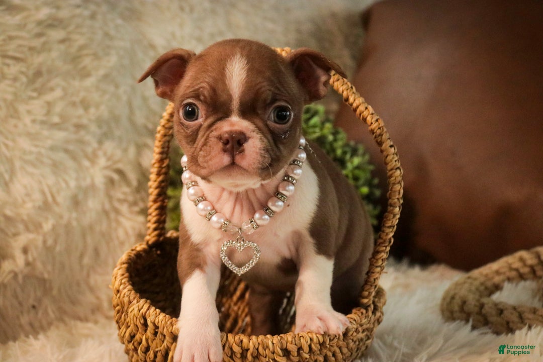 Boston Terrier dogs for sale: Kloe - Ad 9