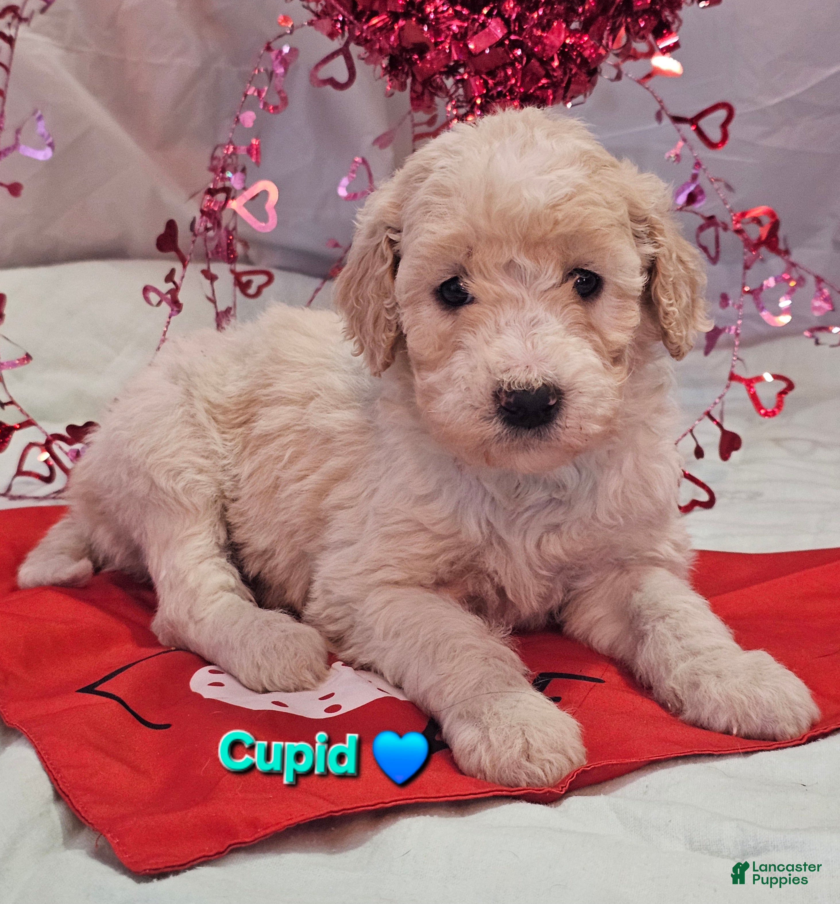Goldendoodle dogs Cupid - Ad 2
