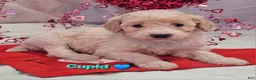 Goldendoodle dogs for sale: Cupid - Ad 1